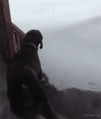 tumblr_ni86kaKb831u2jwbho1_400.gif