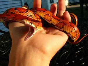gifs_29.gif