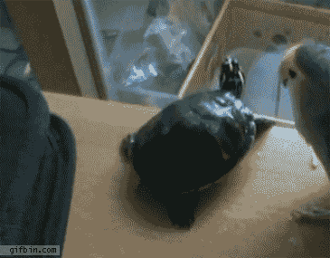 flora_and_fauna_19.gif