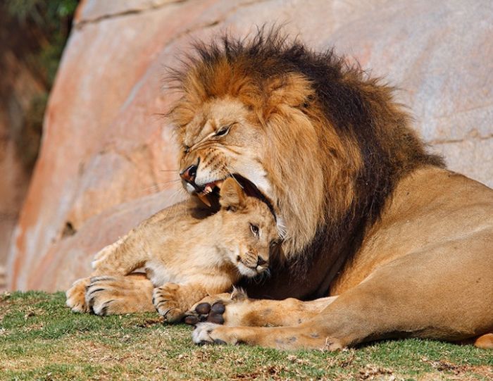 zoo_animals_captured_at_the_right_moment_11.jpg