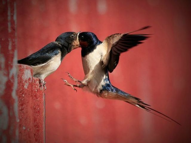 these_funny_animals_1036_640_07.jpg