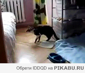 fd5259.gif