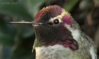 tumblr_ns91bxc2ia1s2yegdo1_400.gif