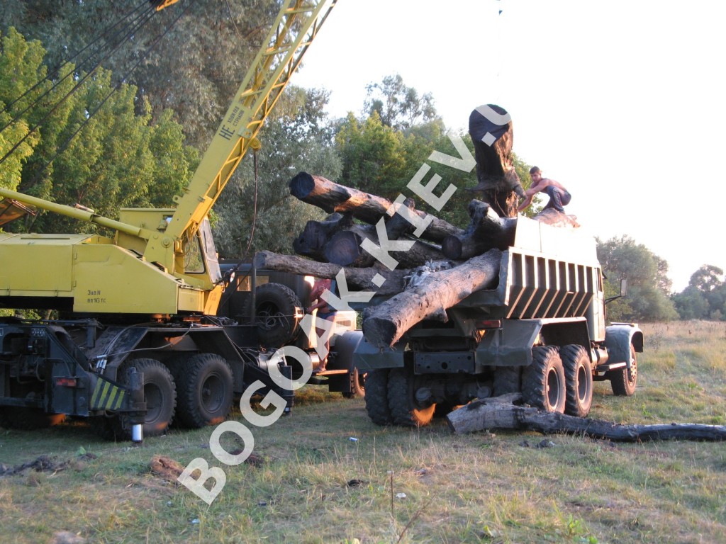dobicha004.jpg