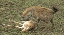 1413359015_867471533.gif