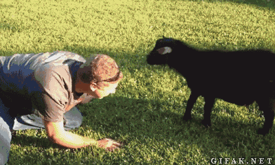 Funny_gif.gif