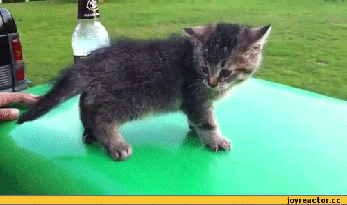 гифки-котэ-425932.gif