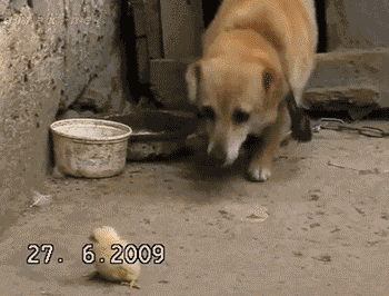 tumblr_n3nj5x97Je1s2yegdo1_400.gif