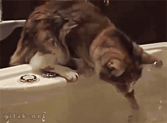 tumblr_n3rqb0UcJR1s2yegdo1_400.gif