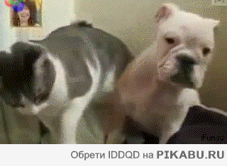 70dfdd.gif