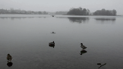 a3bfb4b7ec51043caa787b3f960545f8.gif