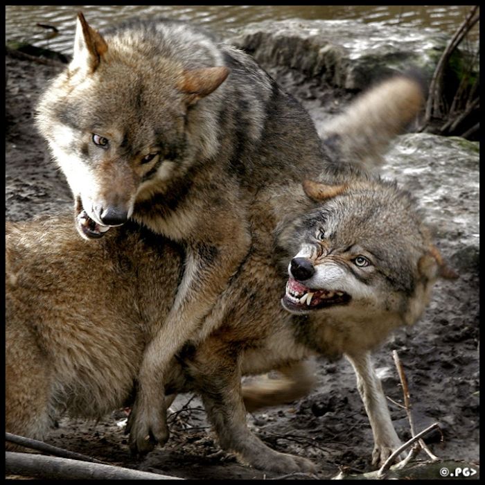 zoo_animals_captured_at_the_right_moment_30.jpg