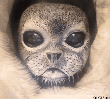 tumblr_nhsoouKrxe1u2jwbho2_400.gif