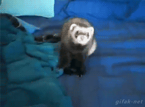 tumblr_njahjaU0jL1s2yegdo1_r1_400.gif