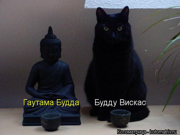 kotomatritsa_W.jpg