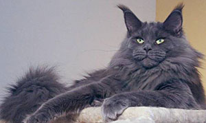 mainecoon2.jpg