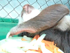 gifs_28.gif