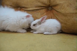 gifs_10.gif