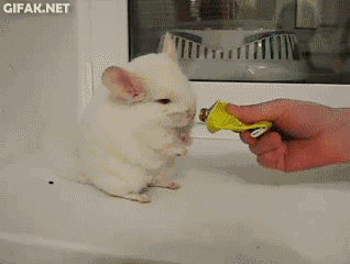 55.gif