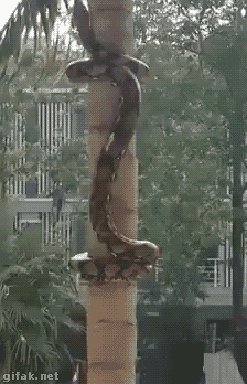 tumblr_nn1v3uRSeL1s2yegdo1_250.gif