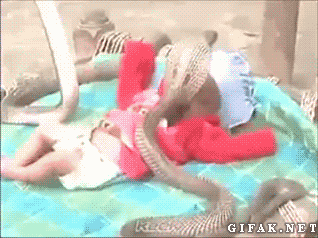 4.gif