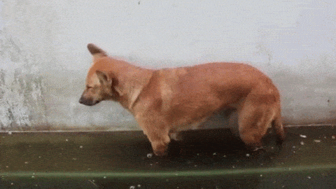 giphy.gif