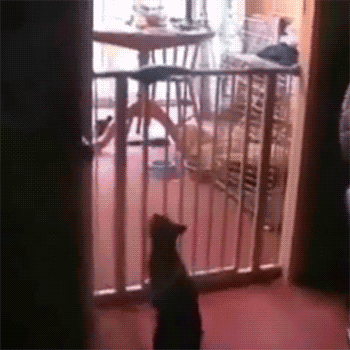 tumblr_n1nb1rFfa11s2yegdo1_400.gif