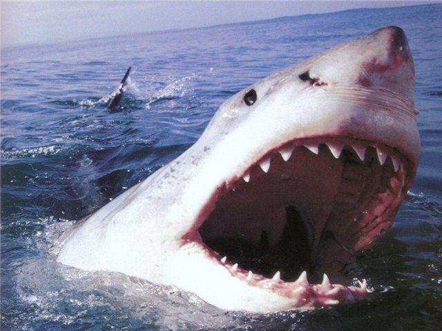 40512759_gw_jaws.jpg