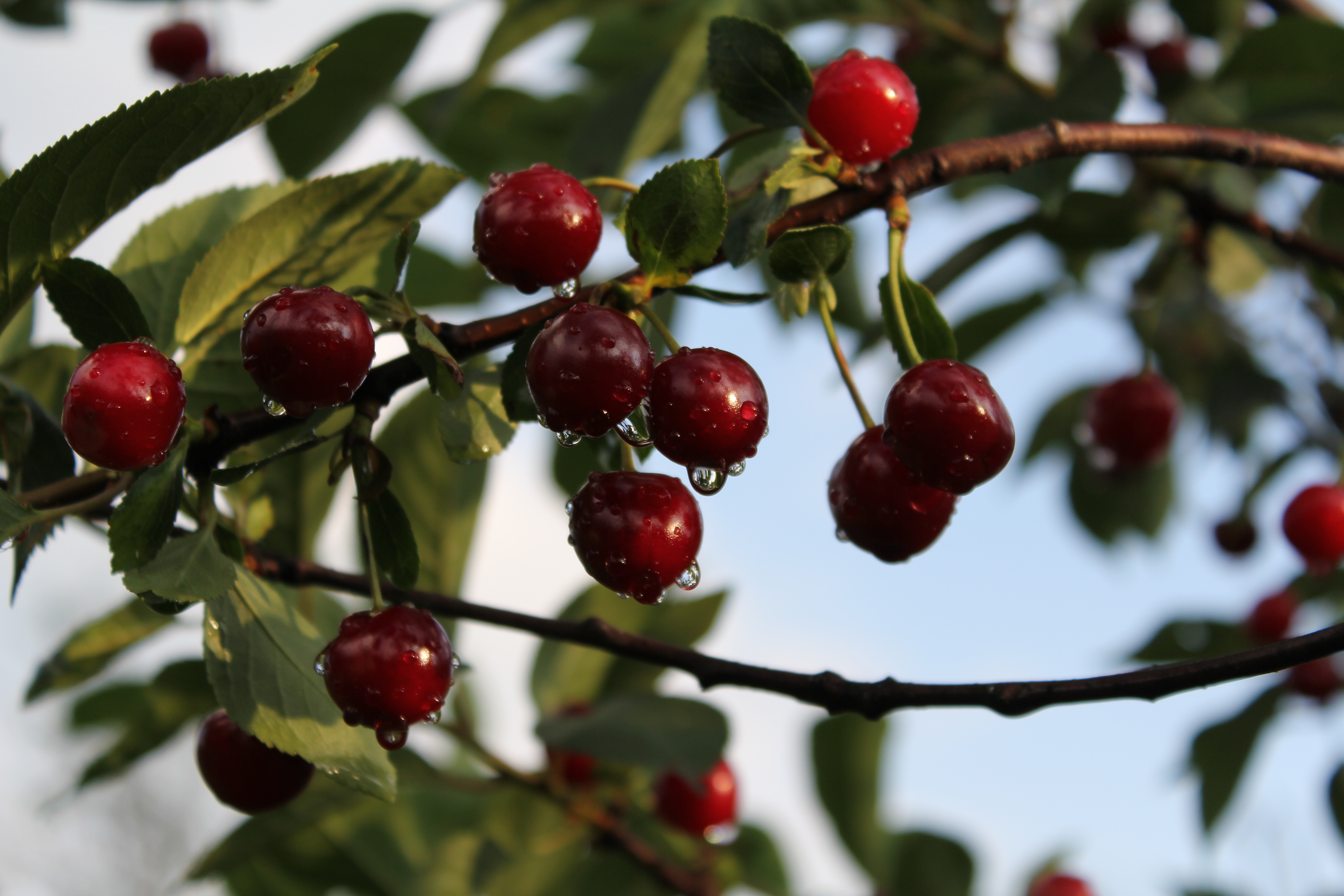 0_5550d5_390bc71b_orig