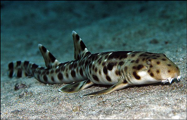 epaulette_shark.jpg