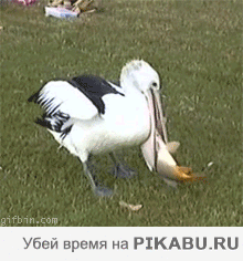 8c3383.gif
