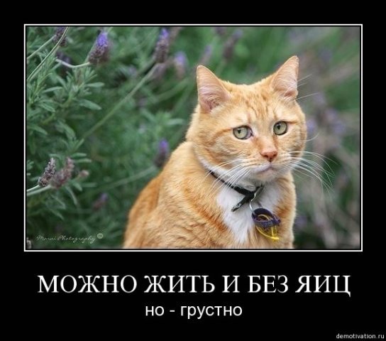 x_5fe91263.jpg