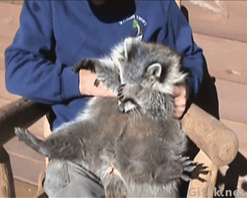 Bashful-Raccoon.gif