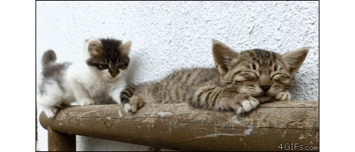 tumblr_m5ar0ms3SE1qdlh1io2_500.gif