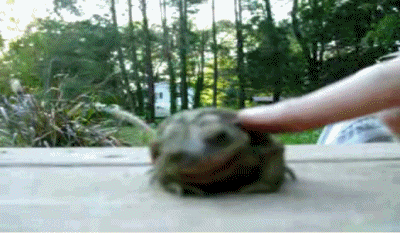 kwwak.gif