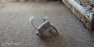tumblr_n1t1f5Kr761s2yegdo1_400.gif