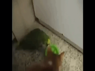 gifs_21.gif