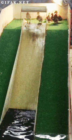 Duck+Slide.gif