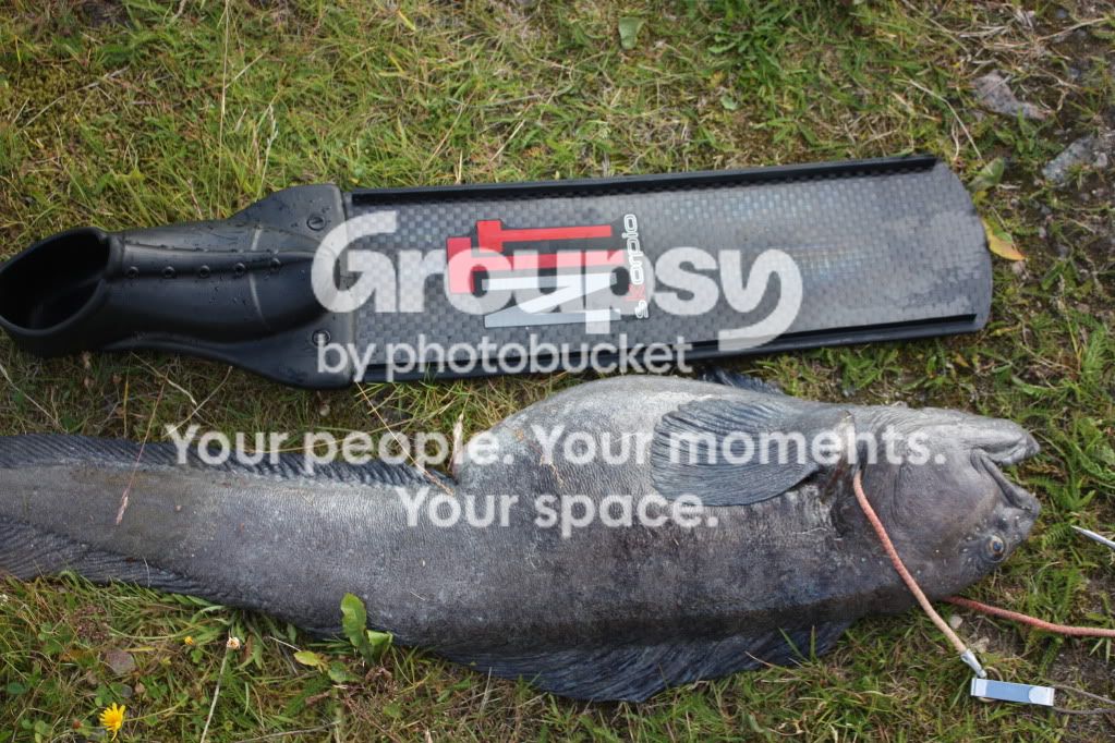 Zubatka3.jpg