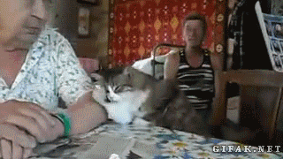 44.gif