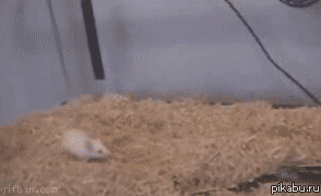 bee848.gif