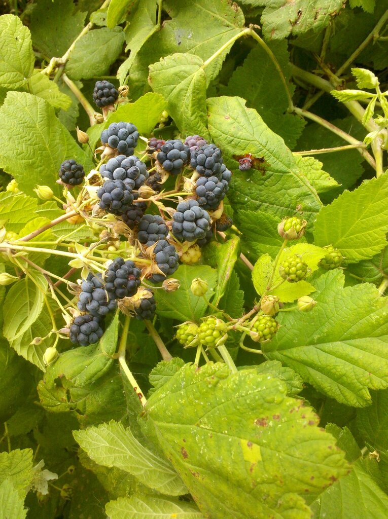 0_a0120_b0ab41e9_XXL.jpg