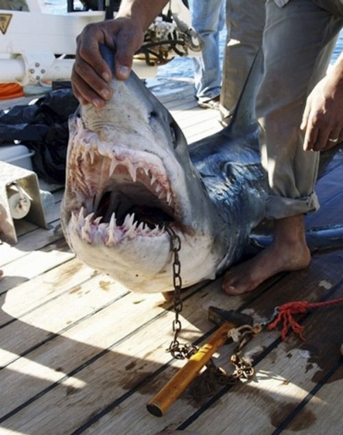 shark_04.jpg