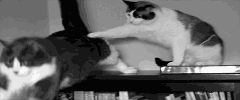 tumblr_ltk3fopQMf1r0dwqdo2_500.gif
