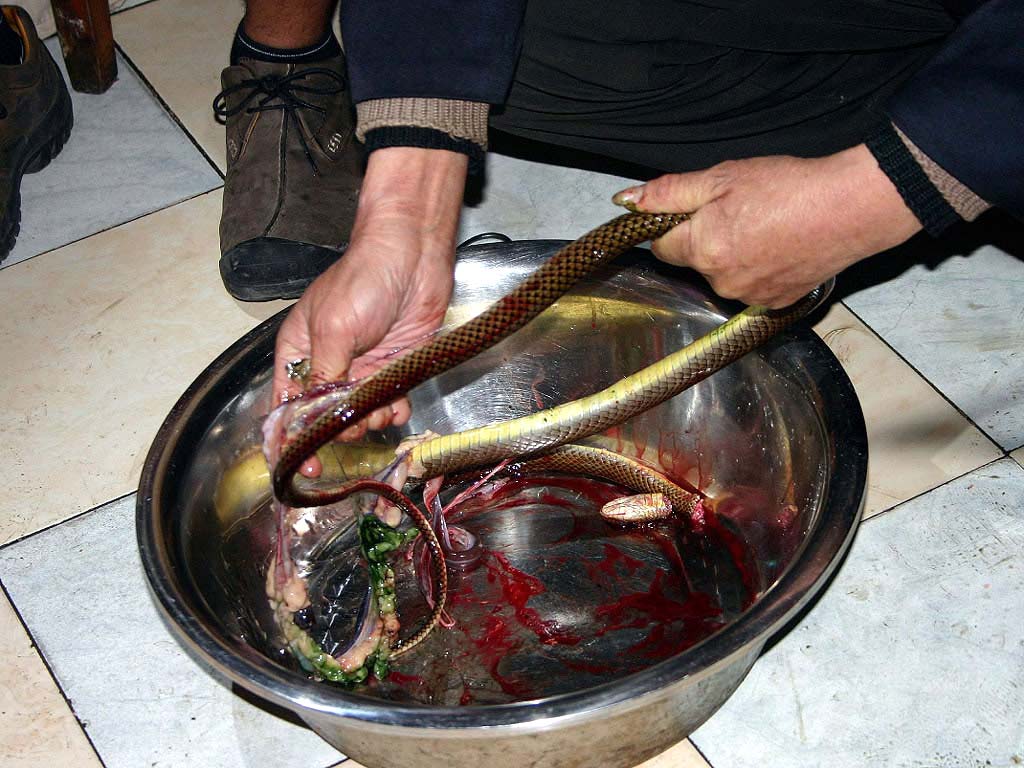 2010-snake-321.jpg
