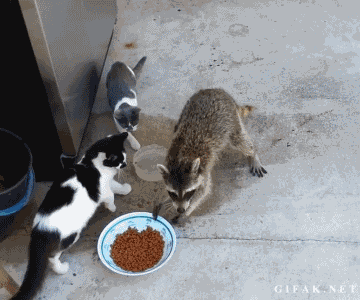66.gif