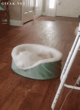 Movie.gif