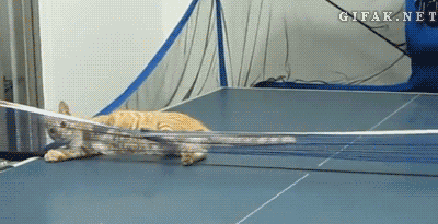 tumblr_mvfu2f0KvG1s2yegdo1_400.gif