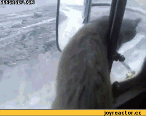 %D0%B3%D0%B8%D1%84%D0%BA%D0%B8-451820.gif