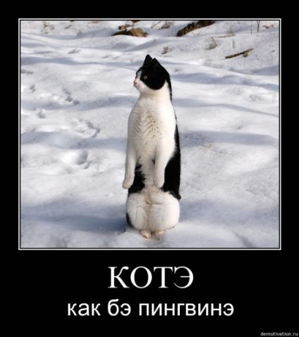 56218440_x_94698ed5.jpg